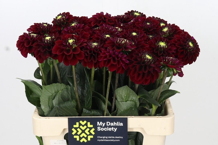 <h4>Dahlia Black Fox</h4>