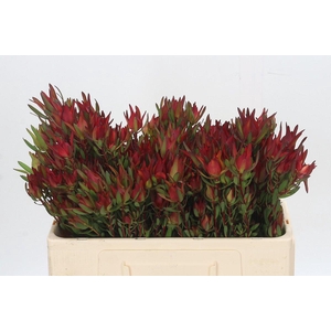 Leucadendron Blush Spray