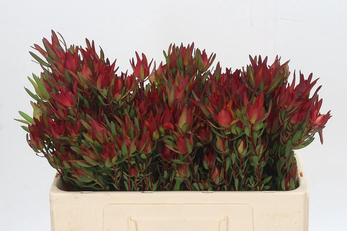 Leucadendron Blush Spray
