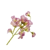 Lathyrus Lilac