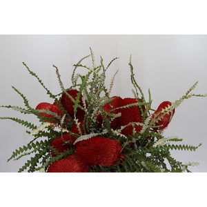 Banksia Speciosa Red