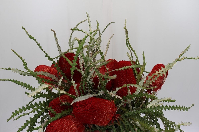 <h4>Banksia Speciosa Red</h4>
