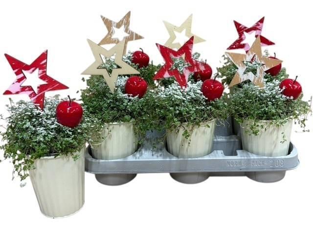 <h4>SOLEI SOL GROEN</h4>