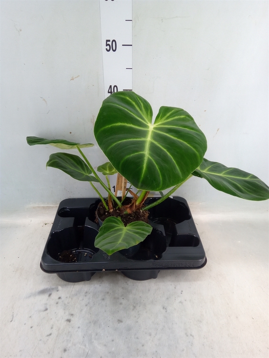 <h4>Philodendron   ...</h4>