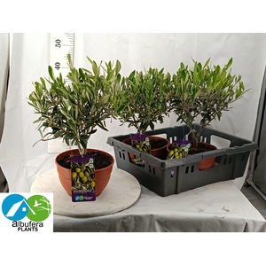 OLEA EUROPAEA