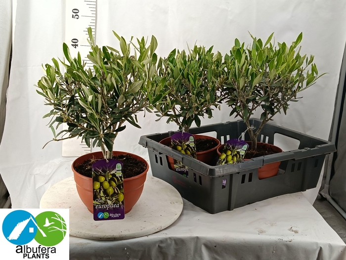 <h4>OLEA EUROPAEA</h4>