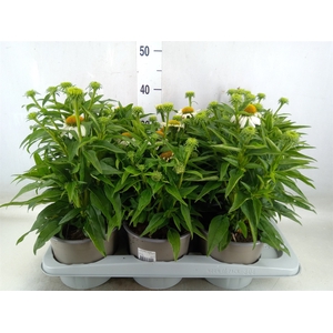 Echinacea  'Mooodz Glory'