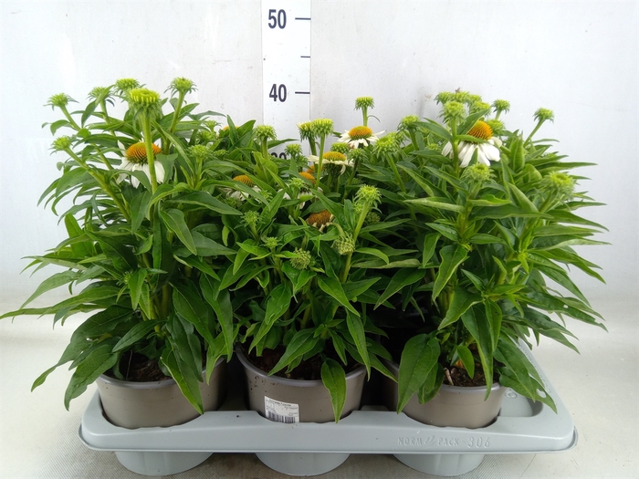 <h4>Echinacea  'Mooodz Glory'</h4>
