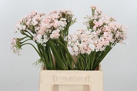 <h4>ALLIUM FLOCON KL BH ORANJE</h4>