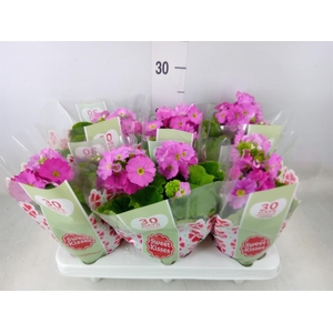 Primula obcon. 'Touch Me Rose'