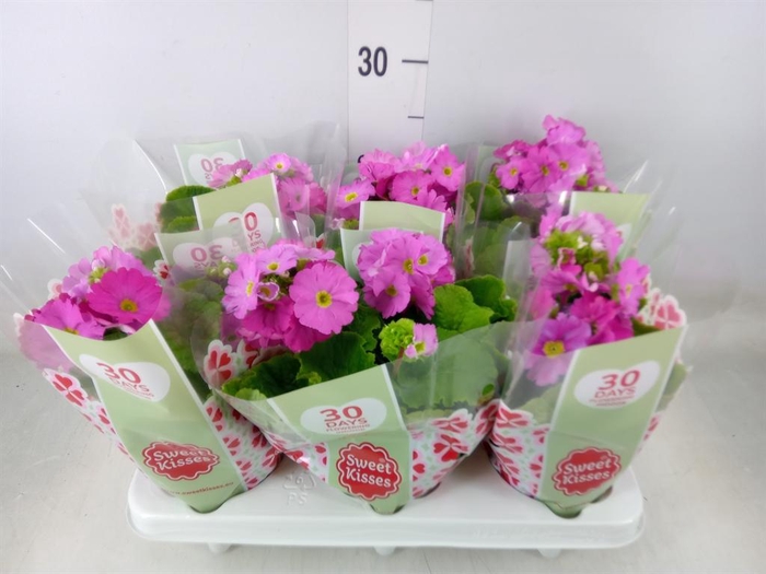 <h4>Primula obcon. 'Touch Me Rose'</h4>