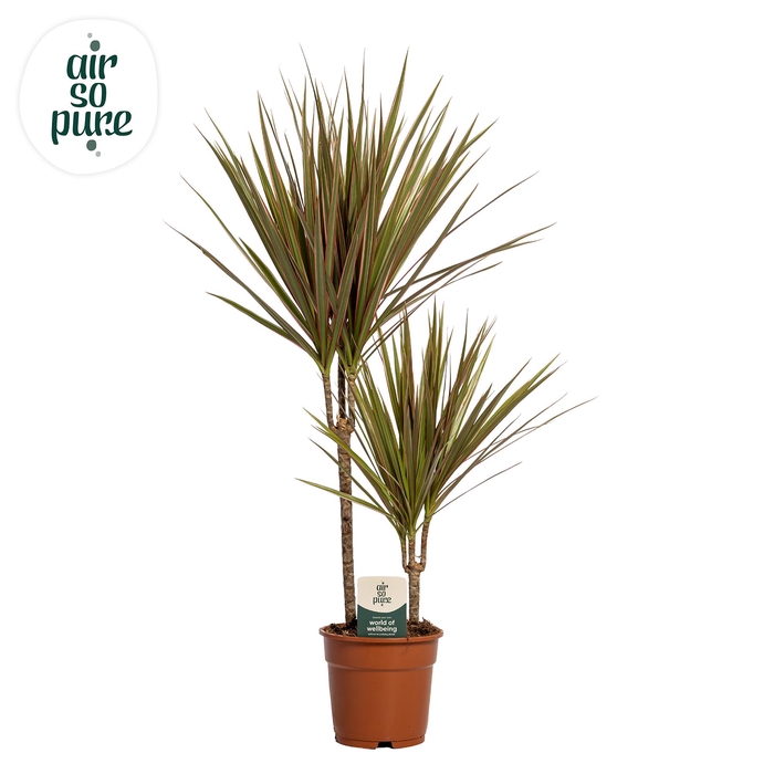 <h4>Dracaena Bicolor p17, 30+10</h4>