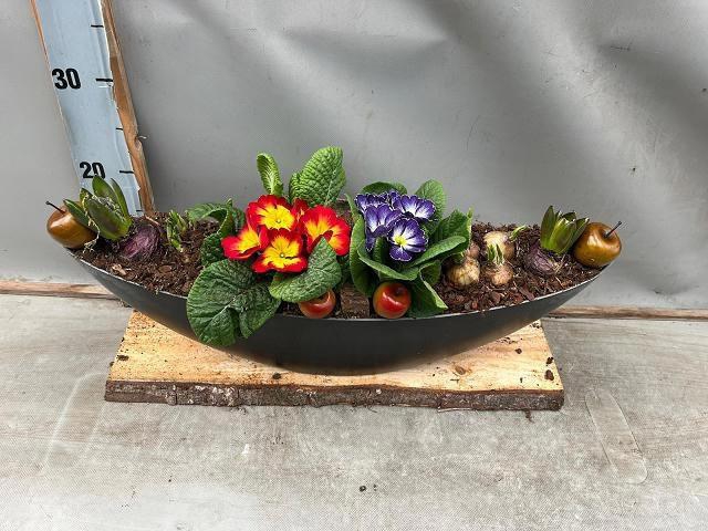 <h4>ARR BOL KNOLGEWAS</h4>