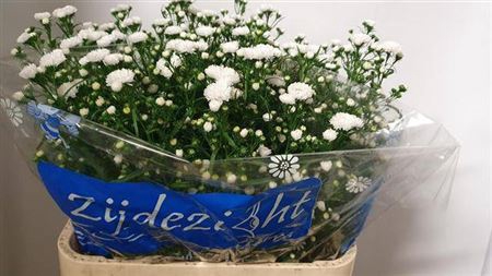 <h4>Aster Cassy</h4>