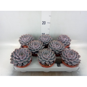 Echeveria  'Orion'