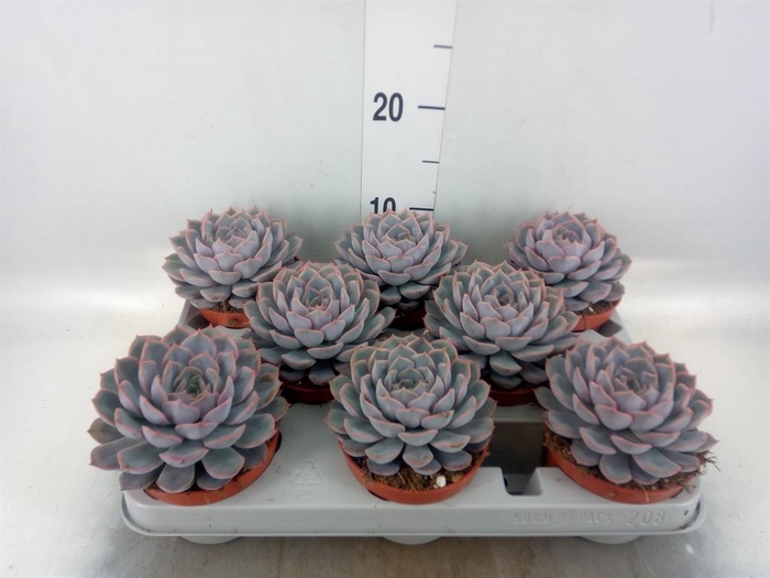 <h4>Echeveria 'Orion'</h4>