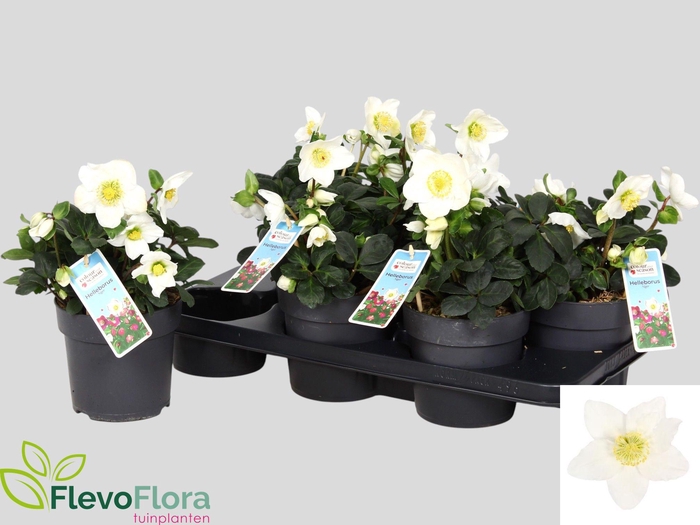 <h4>HELL NI CHR CAROL</h4>