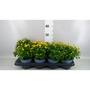 Chrysanthemum   ..