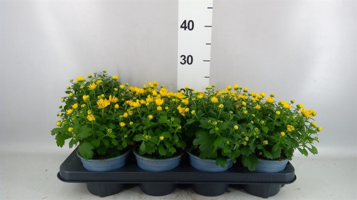 Chrysanthemum   ..