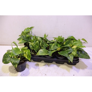 Epipr Aureum