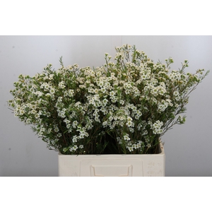 Chamelaucium Dancing Queen White