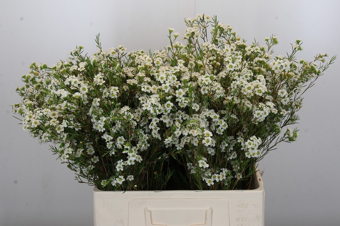 <h4>Chamelaucium Dancing Queen White</h4>