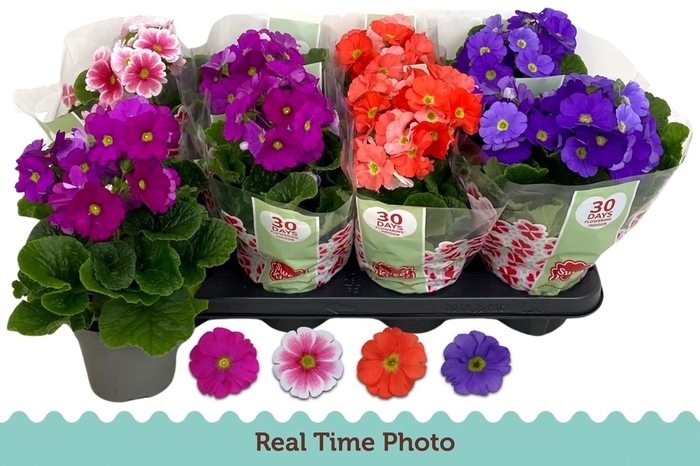 <h4>PRIM OB TM GEM</h4>