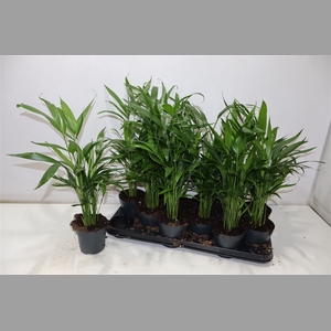Dypsis Lutescens