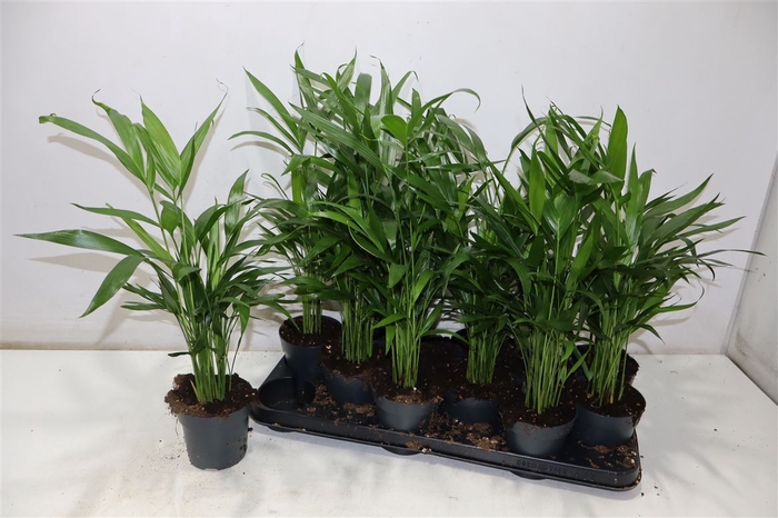 <h4>Dypsis Lutescens</h4>