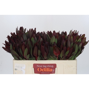 Leucadendron Saf Sunset Dark R.