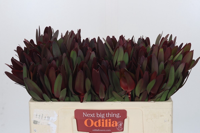 <h4>Leucadendron Saf Sunset Dark R.</h4>