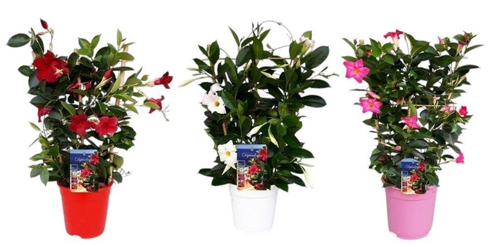 <h4>MANDE SUN MIXK</h4>