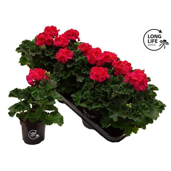 <h4>LongLife Zonale Hot Pink</h4>