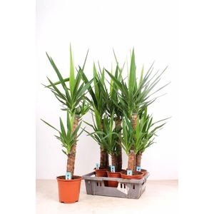 YUCCA