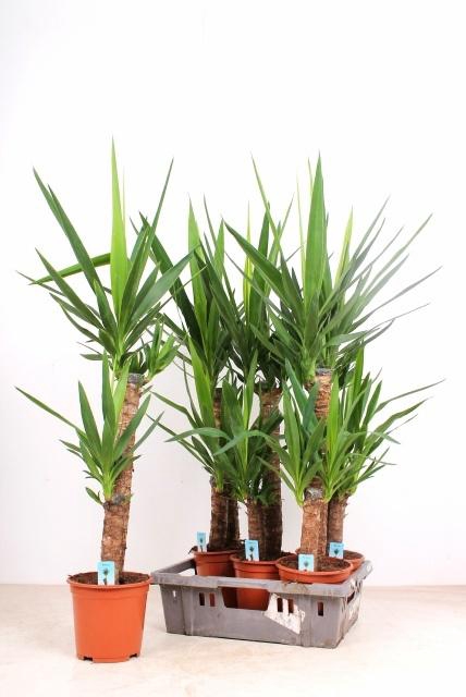 <h4>YUCCA</h4>