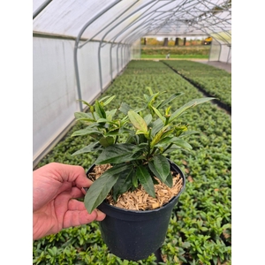 Prunus Laurocerasus 'SOFIA'