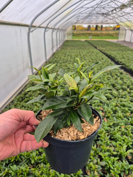 <h4>Prunus Laurocerasus 'SOFIA'</h4>