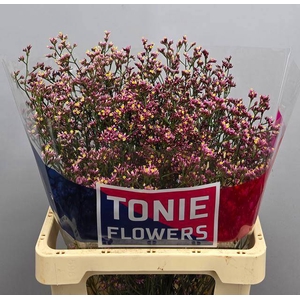 LIM SIN ANOUCHKA DIA