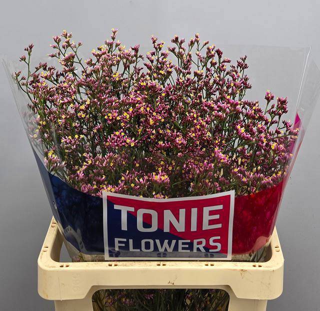 <h4>LIM SIN ANOUCHKA DIA</h4>