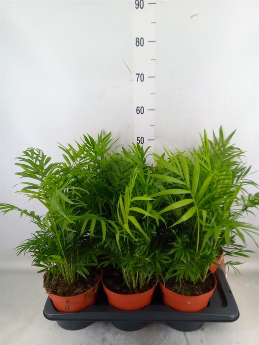 <h4>Chamaedorea elegans</h4>