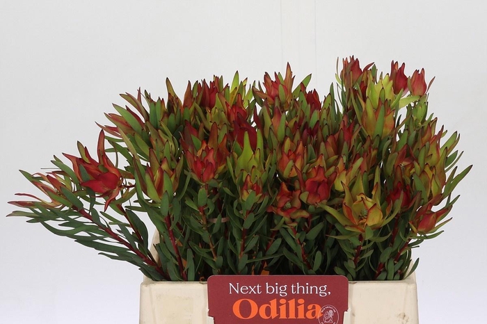 <h4>LEUCAD SAL BLUSH</h4>