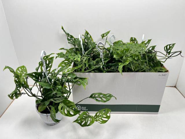 <h4>MONSTERA ADANSONII</h4>