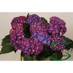 HYDR M ROY ANASTA RS