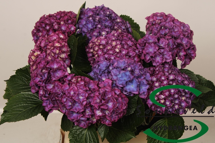 <h4>HYDR M ROY ANASTA RS</h4>