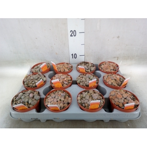 Lithops spp.