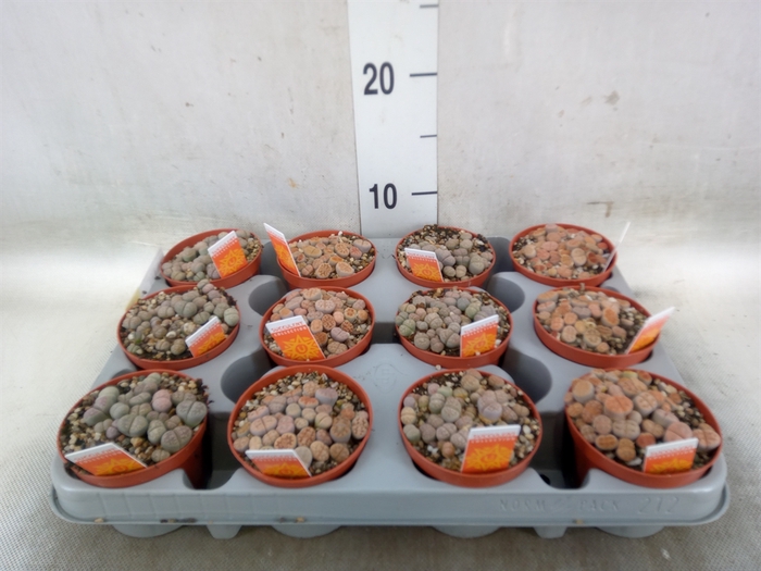 <h4>Lithops spp.</h4>