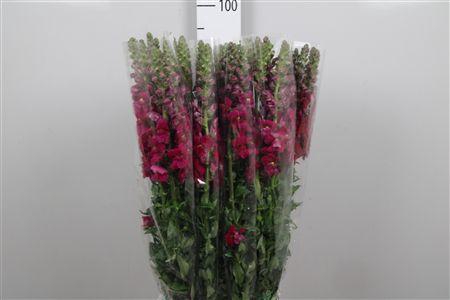 <h4>Antir It. Red</h4>