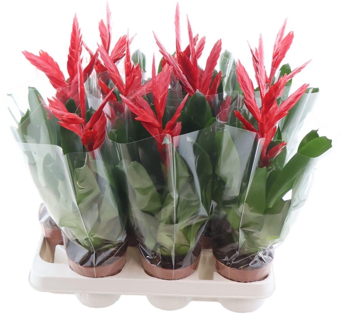 <h4>Vries Twinkle</h4>