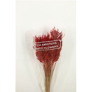 Dried Umbr. Sedge Sm. Leaf Red Bunch