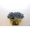Eryngium Mag Blue Lagoon